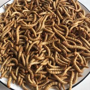 Minhocas secas de refeição congelada, minhocas reptilhas de pássaro, alimentos comestíveis, inseto amarelo, minhoca - Product Image 2