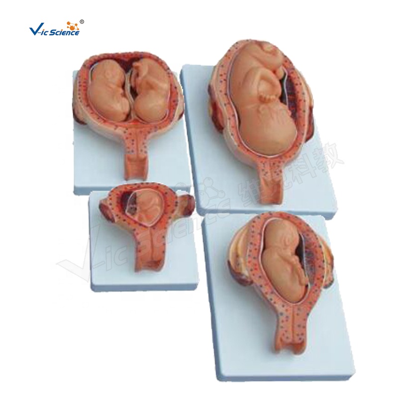 Полуразмерный процесс разработки модель плода медицинская анатомическая образовательная модель