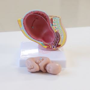 Simulator obstetri dan melahirkan, Model janin sembilan bulan kustom dengan kehamilan dalam panggul, Model melahirkan - Product Image 6