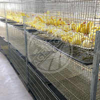 Nouveau système de cages à poussins empilables de type H, solution d'équipement commercial d'élevage de volailles pour le projet d'élevage de poussins, galvanisé