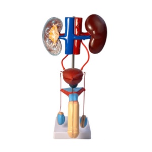 Nam Hệ thống sinh dục giải phẫu mô hình-Giải Phẫu chính xác cho giảng dạy Y Tế & Nghiên Cứu tiết niệu - Product Image 2