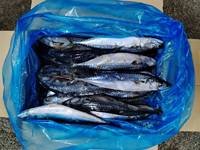 Ikan Mackerel Beku 400-600g Pasifik Utara, Langsung dari Pabrik, Harga Kompetitif