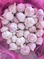 Ail frais en vrac de Chine, prix bas, haute qualité pour les importateurs et distributeurs en gros, Ail Aglio