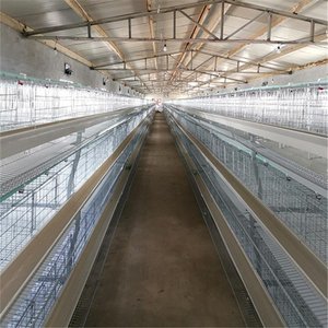Proveedor de equipos avícolas, batería automática, capa de huevos, gallinas ponedoras, jaulas para la venta - Product Image 3