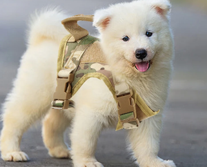 Tugas berat taktis Peet <span class=keywords><strong>Harness</strong></span> untuk layanan pelatihan rompi Premium <span class=keywords><strong>Harness</strong></span> untuk ukuran kecil hewan peliharaan kustom kucing <span class=keywords><strong>Harness</strong></span> - Product Image 2