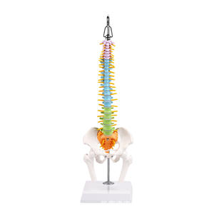 Modèle anatomique de colonne vertébrale flexible colorée de 50 cm, os du bassin, fémur, <span class=keywords><strong>squelette</strong></span> humain, outil d'enseignement médical, vertèbres <span class=keywords><strong>cervicales</strong></span> - Product Image 1