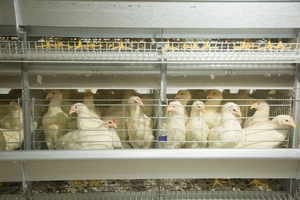 Sistema de Jaulas Automáticas para Pollos Tipo H con Capacidad para 20000 Aves, Jaulas de Batería para Gallinas Ponedoras con Cinta Transportadora de <span class=keywords><strong>Huevos</strong></span> - Product Image 3