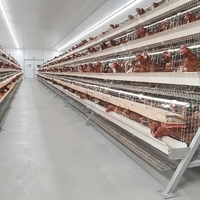 Cage à poules pondeuses de type A pour 160 oiseaux, en acier galvanisé, nouvelle, pour usage domestique, équipement agricole automatique