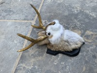 Hosseini Art Décor Gifts Sculpture murale en vraie fourrure de lapin, motif Jackalope avec tête et bois de cerf, pour la maison, articles de bricolage pour couronnes de Noël