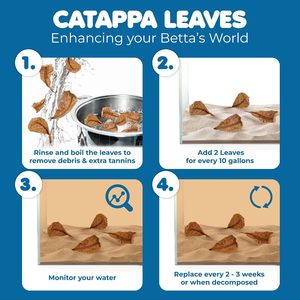 Hojas de Catappa PKY para Ranas Anuales, Mini Hojas de Almendro Indio, Sustrato Ecológico para Hábitat de Microfauna, Fuente de Alimento para Tanques - Product Image 3