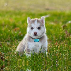 Tize सबसे अच्छा बेच कुत्ते विरोधी छाल प्रशिक्षण कॉलर डाट आउटडोर कोई बार्क नियंत्रण विरोधी बार्किंग निवारक डिवाइस - Product Image 3