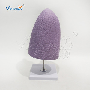 Modèle de bronche du poumon droit, modèle d'anatomie du système respiratoire, modèle de démonstration pour la formation pratique en faculté de médecine. - Product Image 3