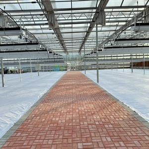 Serre commerciale anti-vent et résistante au gel, <span class=keywords><strong>prix</strong></span> usine, fabrication chinoise pour l'horticulture néo-zélandaise - Product Image 5
