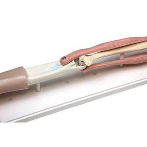 Modèle de mobilité de l'articulation du coude 33220 (modèle de biologie pour les collèges et lycées) - Instrument scientifique et éducatif - - Product Image 2