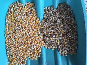 2023 잘 설계된 곡물 색상 분류기 쌀 콩 씨앗 색상 선택 기계 분리기 ccd 광학 분류기 엔지니어 서비스