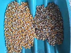 Selezionatrice Ottica 2025 con Telecamera Industriale, Separatore di Colore a 64 Pozzetti per Grano, Riso, Fagioli, Semi e Altri Raccolti per Mulini di Riso - Product Image 6