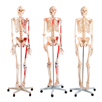 Modèle de squelette humain complet de 85 cm pour l'enseignement et l'apprentissage de l'anatomie, affichage en classe, formation médicale