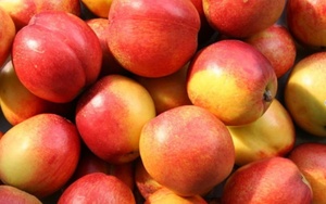 Chất lượng tốt nhất ngọt ngào và ngon ngọt tươi ngon thịt Trắng Đào Đào - Product Image 3