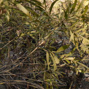 Traje de tira de hoja ligera, traje Ghillie para caza, disfraz de hoja biónica 3D, tren de jungla, sudaderas con capucha Ghillie, traje de camuflaje - Product Image 5