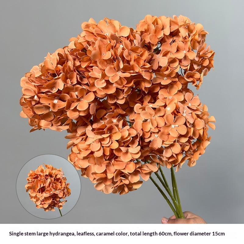 Single large hydrangea, no leaves