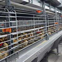 Batterie de poulets de chair galvanisée Cage pour poulets Équipement de ferme avicole pour viande de poulet
