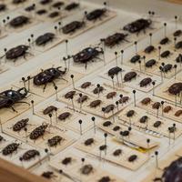 Kit promotionnel de 100 aiguilles à échantillons d'insectes avec tube pour la dissection des corps en entomologie en laboratoire scolaire - Vente chaude