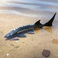 Yxs enfants simulation poisson d'eau douce animal marin esturgeon esturgeon chinois modèle jouet main en plastique