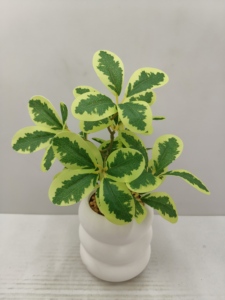 Plantas y flores artificiales para interior y exterior, hojas verdes, regalo para casa y Escuela Nueva - Product Image 2