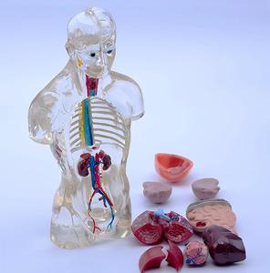 Modèle d'anatomie du torse <span class=keywords><strong>humain</strong></span> transparent, organes détachables avec cerveau et cœur pour <span class=keywords><strong>l</strong></span>'éducation - Product Image 3