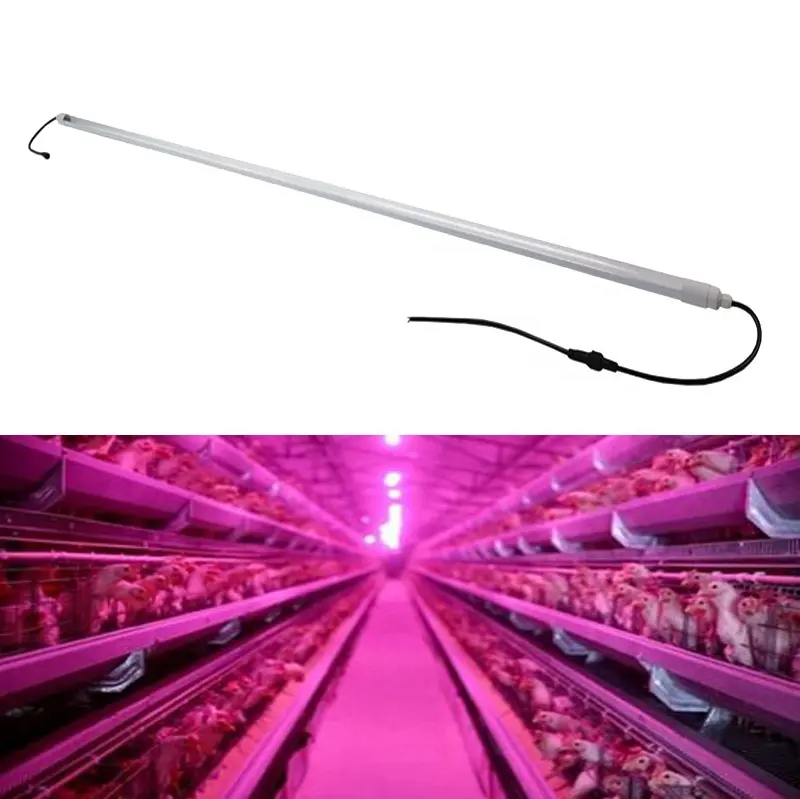 3000k 4000k spectre complet rouge bleu poulet ferme led tube volaille élèvent la lumière pour les poulets d'engraissement