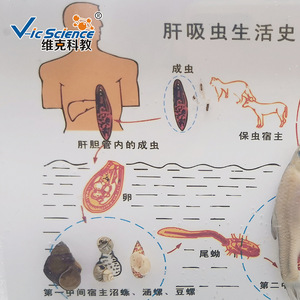 Recommandé pour l'enseignement : Spécimens préservés du cycle de vie des vers vives du foie ; Matériels pédagogiques pour l'enseignement supérieur ; Divers - Product Image 2