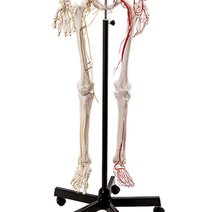 ADA ADA-A101BVN Mannequin médical, modèle de squelette humain avec système neurovasculaire, taille réelle 170 cm - Product Image 4