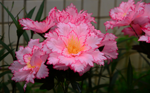 Golden Phoenix Orchid LED Solar lampe IP65 Road-Applica ble Outdoor Villa Courtyard Garden Dekorative Blumen simulations leuchten - Product Image 3