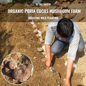 किनशेंग उच्च गुणवत्ता वाले चीनी पूरक 10:1 <span class=keywords><strong>20</strong></span>:1 पोरिया कोकोस फंगस पेप्टाइड अर्क - Product Image 3