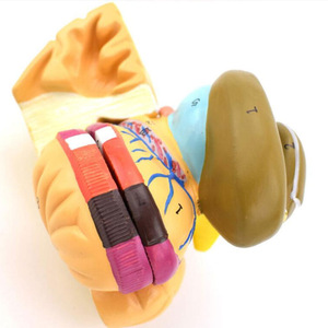 Mô hình giải phẫu não người có thể tháo rời-Mô hình hạt nhân Cơ Bản & viên nang bên trong để giảng dạy khoa học thần kinh - Product Image 5