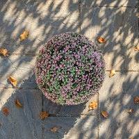 MZ185003D En Gros En Plastique Plante Vert Boule de Gazon Artificiel pour la Décoration De Mariage