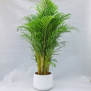 Venta al por mayor de fábrica: Bonsái de palma tropical, árboles de vivero naturales vivos, palma Dypsis <span class=keywords><strong>Lutescens</strong></span> auténtica para decoración de interiores en el hogar u oficina. - Product Image 1