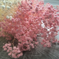 Bunga Gypsophila Kering Alami, Diputihkan Putih Pink Biru, Baby Breath Gypsophila Awet untuk Natal, Tahan Lama 3-5 Tahun