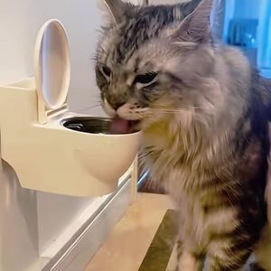 Bol à eau pour chat en forme de toilette, bol à eau pour animaux de compagnie, doublure intérieure amovible, distributeur d'eau portable en acier inoxydable pour animaux de compagnie - Product Image 2