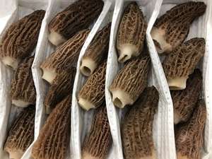 DETAN 2023 bonne qualité, tige naturelle fraîche, sauvage, Morchella, Conica, champignon, <span class=keywords><strong>prix</strong></span> - Product Image 3
