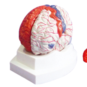 ADA Medical <strong>Science</strong> Thalamus PVC Cerebral Artery <strong>Model</strong> 4-Part Brain Anatomy <strong>Model</strong> for Student Learning ADA Magnified <strong>Model</strong> - Product Image 6