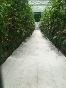 حصيرة للحدائق بكتل الأعشاب الضارة ، غطاء غشائي متين للتحكم في تآكل التربة لنسيج المناظر الطبيعية في الدفيئة - Product Image 3