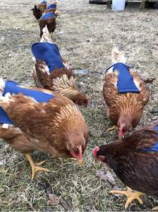 <span class=keywords><strong>Tablier</strong></span> de cuisine en toile de coton 100% lavable, personnalisable avec logo et taille, double sangle, taille moyenne, pour la promotion de la marque, OEM ODM acceptés - Product Image 4