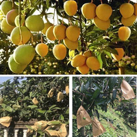 Dubbellaags wasbehandelde papieren fruitbeschermingszakkenmachine met PLC voor hoge productiviteit mango appel sinaasappel druif guave