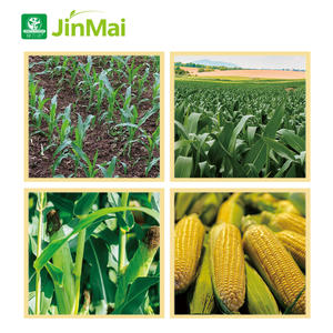 Fertilizante líquido <span class=keywords><strong>foliar</strong></span> de 100g/L con micronutriente de aminoácidos Zn B Fe <span class=keywords><strong>para</strong></span> aumentar la fuerza del tallo de maíz, madurez temprana y alto rendimiento - Product Image 5