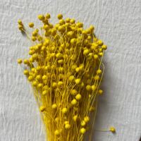 Fleur séchée d'acacia véritable, longue durée, colorée, à branche complète, pour remplissage de boîte cadeau