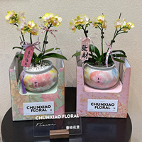 Boîte Cadeau de Luxe en Carton Recyclé pour Bouquet de Fleurs, Idéale pour Plantes Vertes et Succulentes du Nouvel An