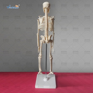 Y Tế Khoa Học Trẻ Em Món Quà Con Người Giải Phẫu Mô Hình Bộ Xương Kích Thước Nhỏ 45Cm Cho Trẻ Em Sinh Viên Nghiên Cứu Cuộc Sống Kích Thước Bộ Xương - Product Image 5