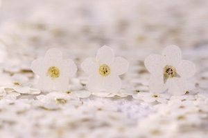 Marque-pages artisanaux en <span class=keywords><strong>fleurs</strong></span> de Trigonotis (Oubli-moi-pas-je-le-souviens) naturelles, écologiques et véritables, pressées à la main - Product Image 2