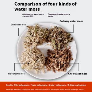 Orchidée de mousse Phalaenopsis séchée fraîche Dendrobium plante mangeuse d'insectes sol spécial pour Noël Thanksgiving Halloween - Product Image 2